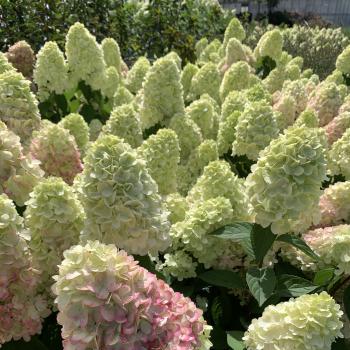Hydrangea - paniculata - Bonfire - GRHP12