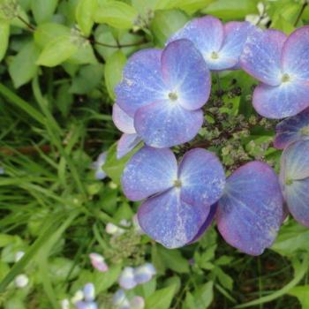 Hydrangea - scandens - First Love - 22B30