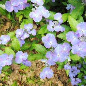 Hydrangea - scandens - First Love - 22B30