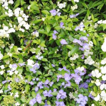 Hydrangea - scandens - First Love - 22B30