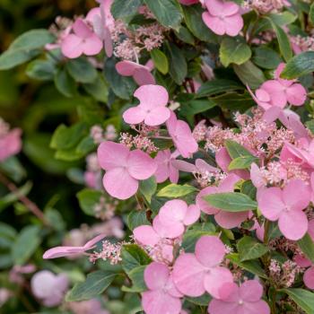 Hydrangea - scandens - First Love - 22B30