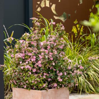 Hydrangea - scandens - First Love - 22B30