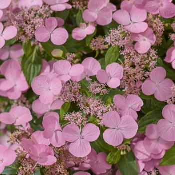 Hydrangea - scandens - First Love Pink - 22B30