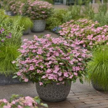 Hydrangea - scandens - First Love Pink - 22B30