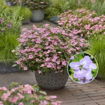 Hydrangea - scandens - First Love Pink - 22B30