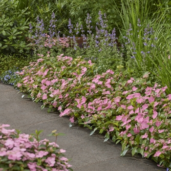 Hydrangea - scandens - First Love Pink - 22B30
