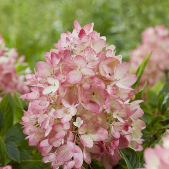 Hydrangea - paniculata - Blush - LC NO21