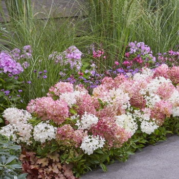 Hydrangea - paniculata - Blush - LC NO21