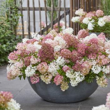 Hydrangea - paniculata - Blush - LC NO21