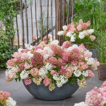 Hydrangea - paniculata - Blush - LC NO21