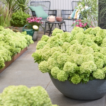 Hydrangea - paniculata - Greeny - LCNO24