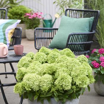 Hydrangea - paniculata - Greeny - LCNO24
