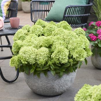 Hydrangea - paniculata - Greeny - LCNO24