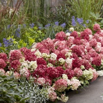 Hydrangea - paniculata - Ruby - LC NO27