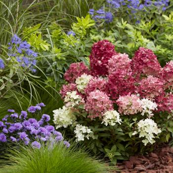 Hydrangea - paniculata - Ruby - LC NO27
