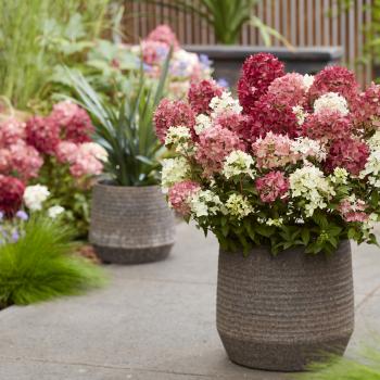 Hydrangea - paniculata - Ruby - LC NO27