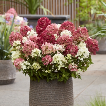 Hydrangea - paniculata - Ruby - LC NO27