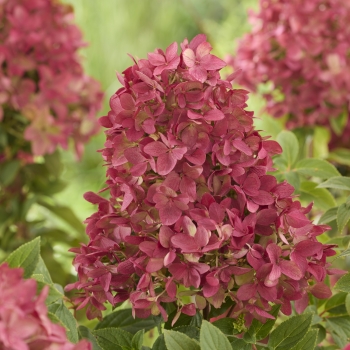 Hydrangea - paniculata - Ruby - LC NO27