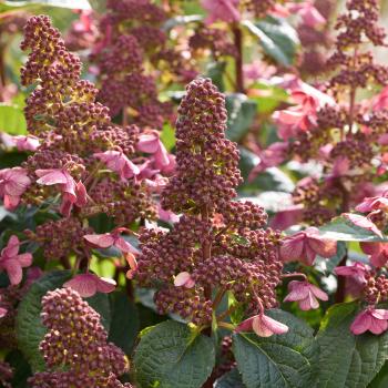 Hydrangea - paniculata - Infinity® - LCNO9