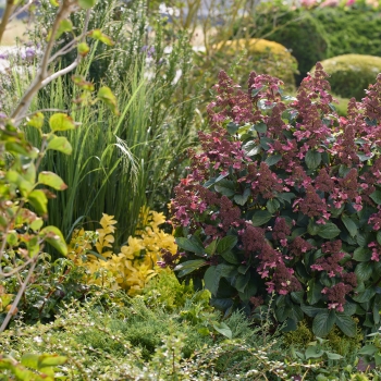 Hydrangea - paniculata - Infinity® - LCNO9