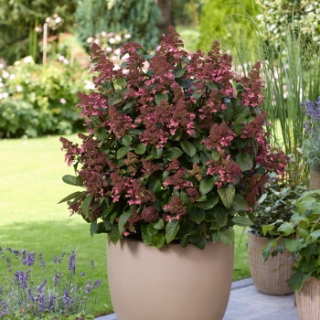 Hydrangea - paniculata - Infinity® - LCNO9