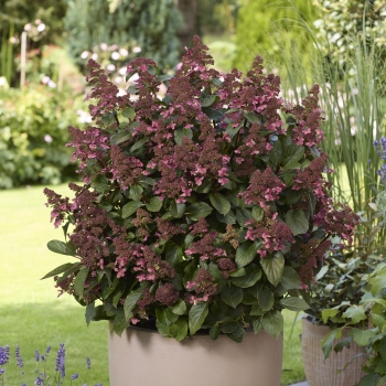 Hydrangea - paniculata - Infinity® - LCNO9