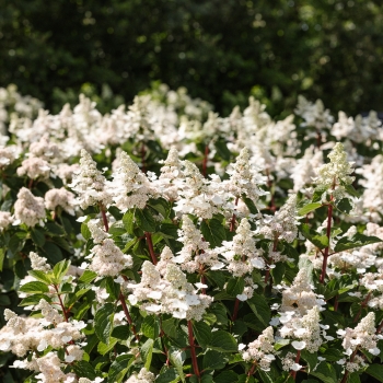 Hydrangea - paniculata - Infinity® - LCNO9