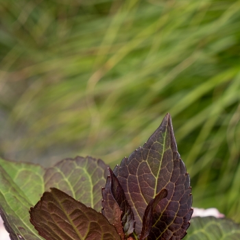 Hydrangea - macrophylla - Miss Saori - H2002