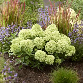 Hydrangea - paniculata - Mojito - GRHP10