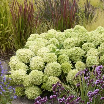 Hydrangea - paniculata - Mojito - GRHP10