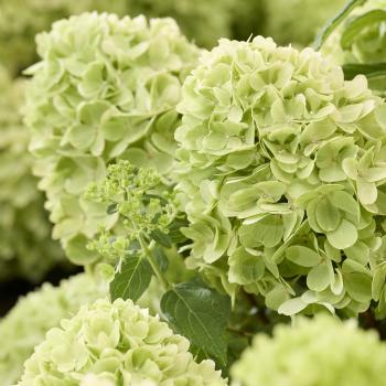 Hydrangea - paniculata - Mojito - GRHP10