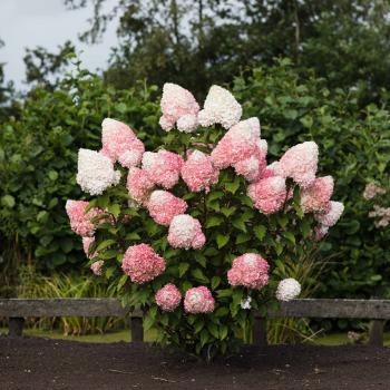 Hydrangea - paniculata - Pink & Rose - LC N014