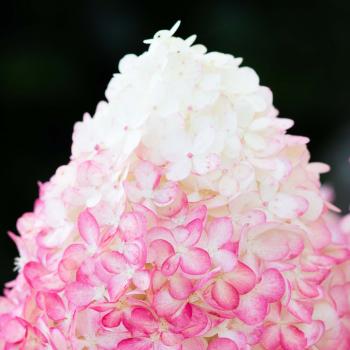 Hydrangea - paniculata - Pink & Rose - LC N014