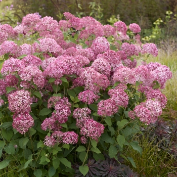 Hydrangea - arborescens - Sorbet - Hyso22