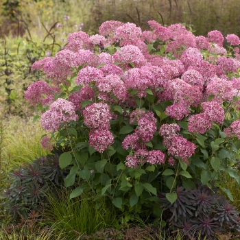 Hydrangea - arborescens - Sorbet - Hyso22