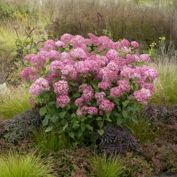 Hydrangea - arborescens - Sorbet - Hyso22