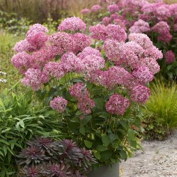 Hydrangea - arborescens - Sorbet - Hyso22