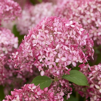 Hydrangea - arborescens - Sorbet - Hyso22