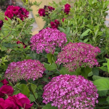 Hydrangea - arborescens - Winegum - GRHYAR2008