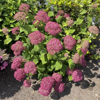 Hydrangea - arborescens - Winegum - GRHYAR2008