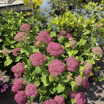 Hydrangea - arborescens - Winegum - GRHYAR2008
