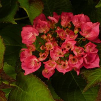 Hydrangea - macrophylla - Saskia - Sidsaskimp