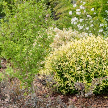 Hypericum - hybride - Radiance - Methyra