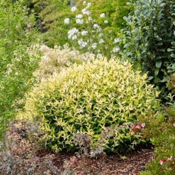 Hypericum - hybride - Radiance - Methyra