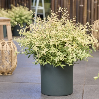 Hypericum - hybride - Radiance - Methyra