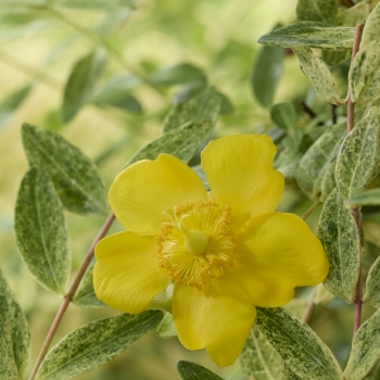 Hypericum - hybride - Radiance - Methyra