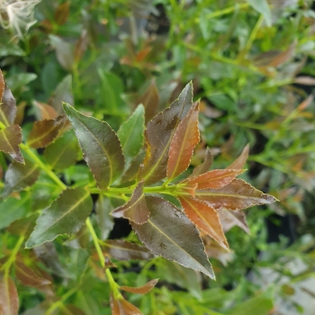 Ilex - crenata - Bullseye - RutHol2