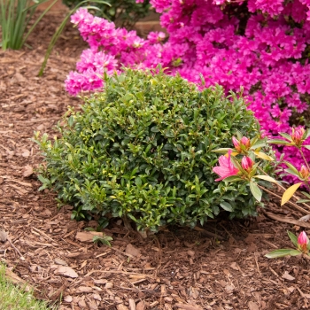 Ilex - crenata - Bullseye - RutHol2