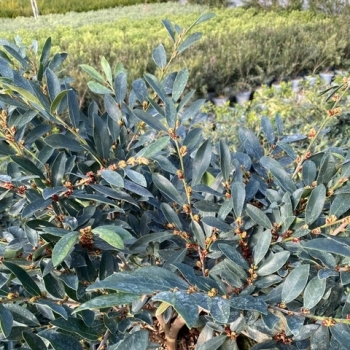 Distylium - hybride - Blue Cascade - PIIDISTII