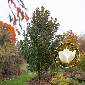 Magnolia - grandiflora - Alta - TMGH